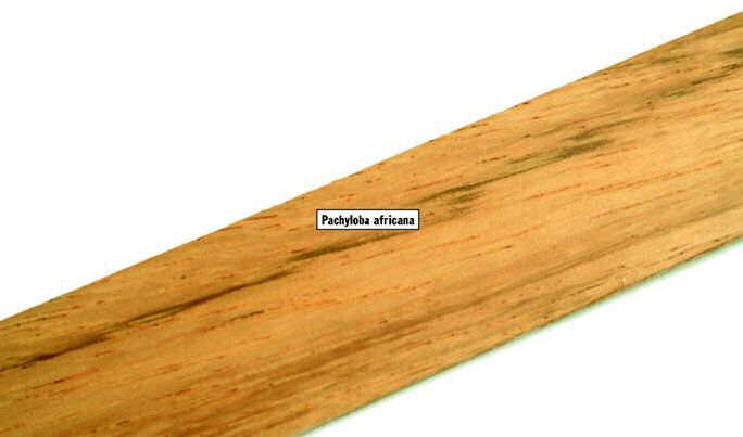 Pachyloba